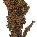 Copper (Spinel-Twinned) - image 1