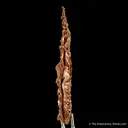 Copper (Spinel-Twinned) - image 4