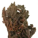 Copper (Spinel-Twinned) - image 3