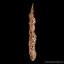 Copper (Spinel-Twinned) - image 6