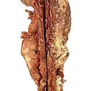 Copper (Spinel-Twinned) - image 1