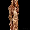 Copper (Spinel-Twinned) - image 7