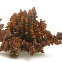 Copper (Spinel-Twinned) - image 1