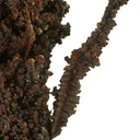 Copper (Spinel-Twinned) - image 4