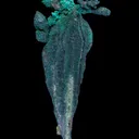 Copper (Spinel twinned) with Malachite - image 2