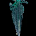 Copper (Spinel twinned) with Malachite - image 3
