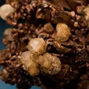 Copper (Spinel twins) with Analcime - image 2