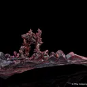 Copper (twin) - image 4