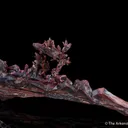 Copper (twin) - image 3