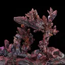 Copper (twin) - image 1