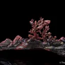 Copper (twin) - image 11