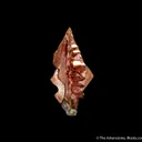 Copper (twinned) - image 2