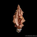 Copper (twinned) - image 1