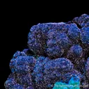 Cornetite and Malachite - image 5