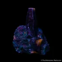 Corundum var. Sapphire on Muscovite - image 5