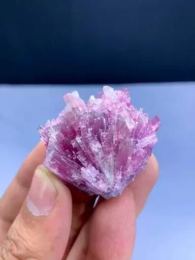 specimen video