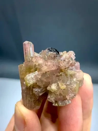 specimen video