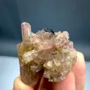 specimen video