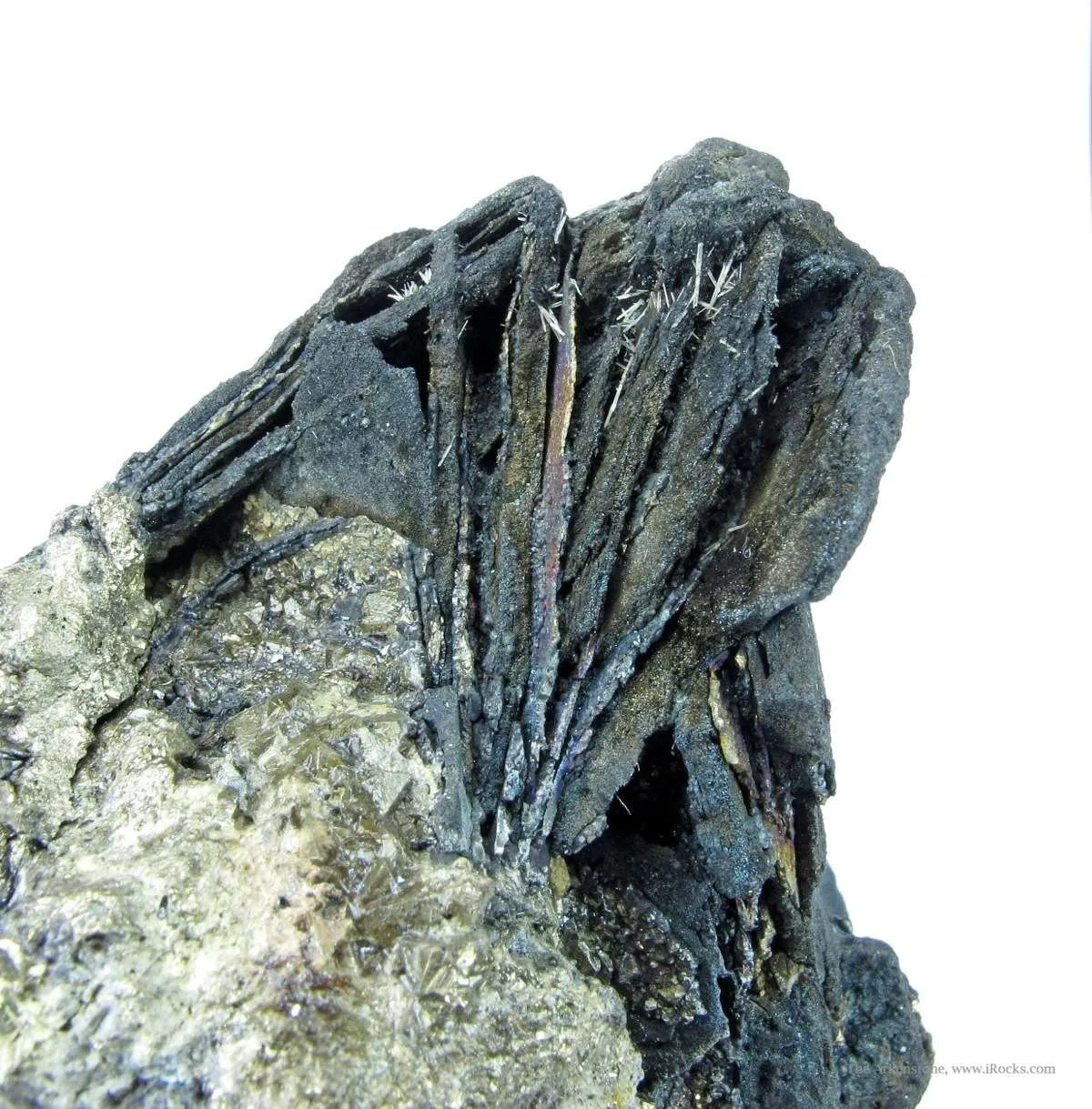 Covellite With Djurleite Ps. Pyrite and Chalcopyrite - image 2