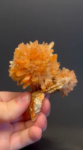 specimen video