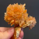 specimen video