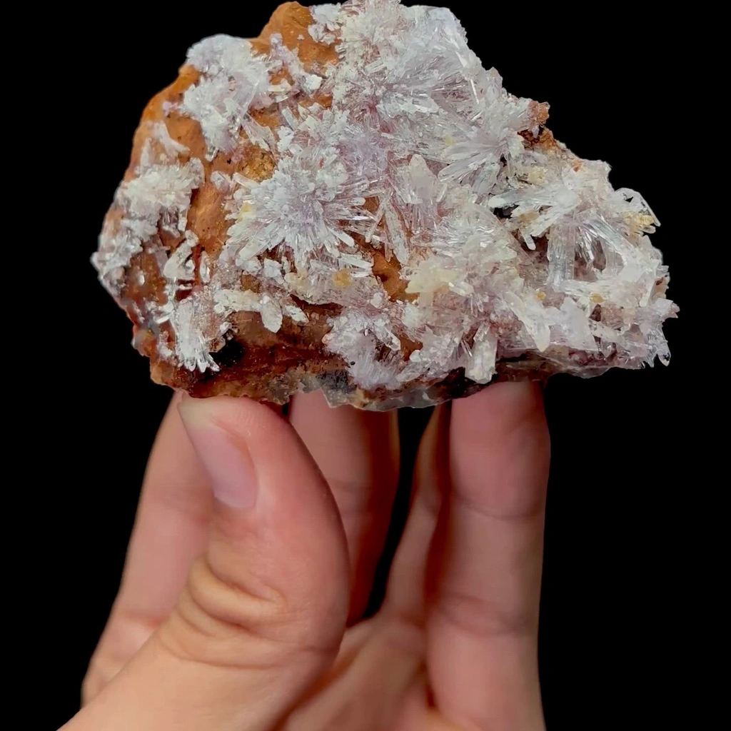 specimen video