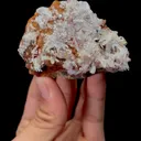 specimen video