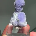 specimen video