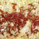 Crocoite - image 2