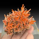 Crocoite from Adelaide Mine, Tasmania, Australia - image 1