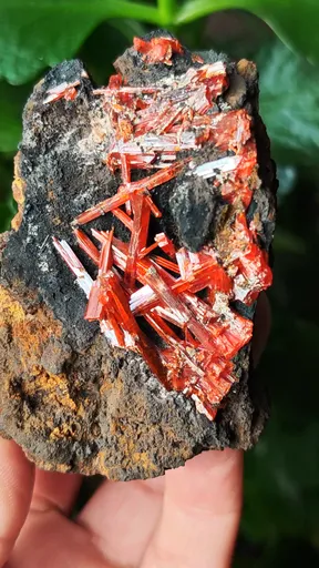specimen video