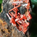 specimen video