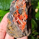 Crocoite from Australia. Fire orange-red color crystals of highly lustrous, partially gemmy Crocoite - image 4
