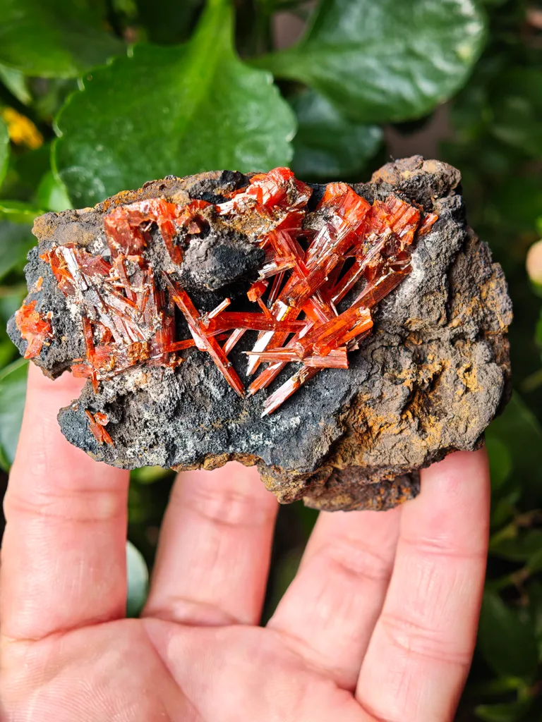 Crocoite from Australia. Fire orange-red color crystals of highly lustrous, partially gemmy Crocoite - image 7