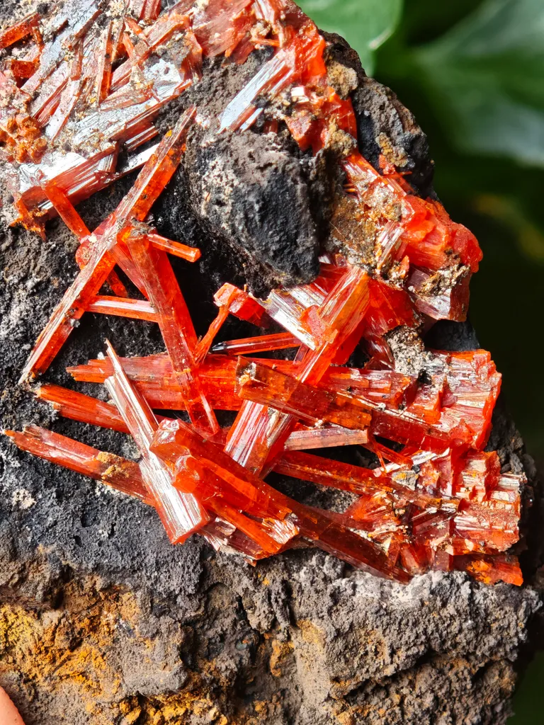 Crocoite from Australia. Fire orange-red color crystals of highly lustrous, partially gemmy Crocoite - image 9