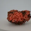 specimen video