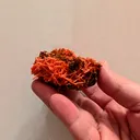 Crocoite from Australia, Tasmania - image 4