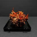 Crocoite from Australia, Tasmania, Adelaide Mine - image 2