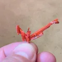 Crocoite from Australia, Tasmania, Dundas Extended Mine - image 4
