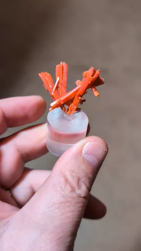 specimen video