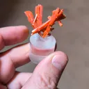 specimen video