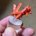 Crocoite from Australia, Tasmania, Dundas Extended Mine - image 3