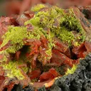 Crocoite with Pyromorphite and VAUQUELINITE - image 1