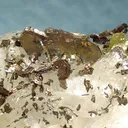 Cubanite, Pyrrhotite, Siderite, Dolomite - image 3