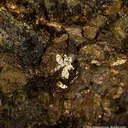 Cubanite With Maucherite, Valleriite - image 2
