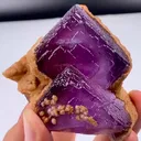 specimen video