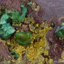 Cuprian Adamite on Tsumcorite - image 1