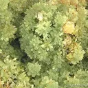 Cuprian Smithsonite With Copper - image 2