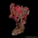 Cuprite var. Chalcotrichite on Copper - image 2