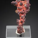 Cuprite var. Chalcotrichite on Copper - image 1